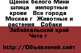 Щенок белого Мини шпица , импортные крови - Все города, Москва г. Животные и растения » Собаки   . Забайкальский край,Чита г.